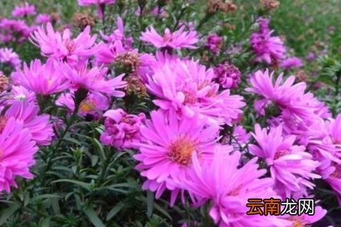 盆栽荷兰菊能养几年