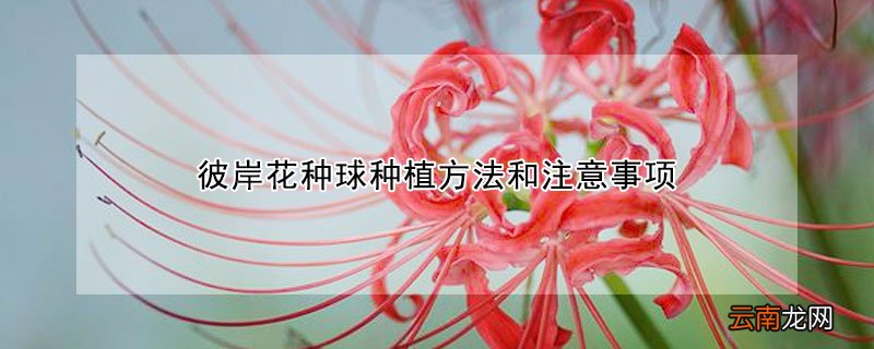 彼岸花种球种植方法和注意事项