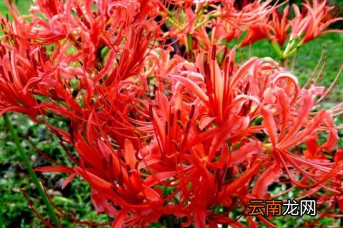 彼岸花种球种植方法和注意事项