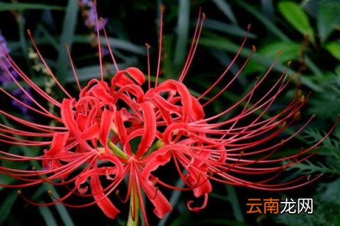 彼岸花种球种植方法和注意事项
