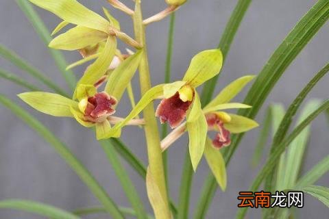 蕙兰冬季怎样养护