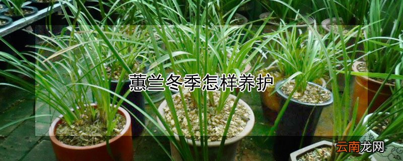 蕙兰冬季怎样养护