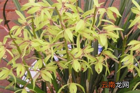 蕙兰冬季怎样养护