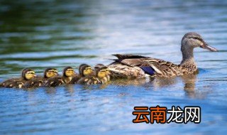 榴莲壳炖鸭的做法大全 榴莲壳可以煲鸭吗