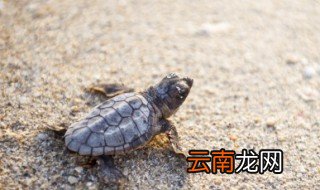 裙边是什么食物 裙边简介