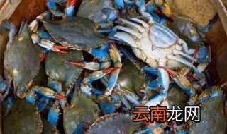 大闸蟹里面的黑色膏状是什么 大闸蟹里黑色膏状物介绍