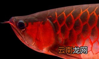 鱼吐蛋是怎么回事 鱼吐蛋是怎么回事呢