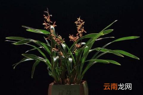 墨兰几月份出花剑