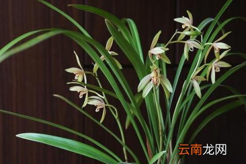 墨兰几月份出花剑