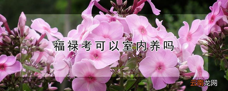 福禄考可以室内养吗