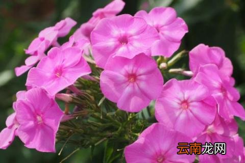 福禄考可以室内养吗