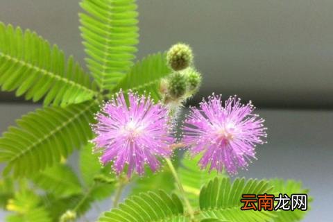 含羞草能养成老桩吗