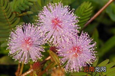 含羞草能养成老桩吗