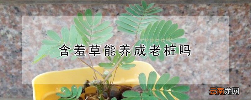 含羞草能养成老桩吗