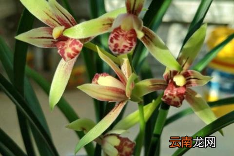 建兰秋季管理方法