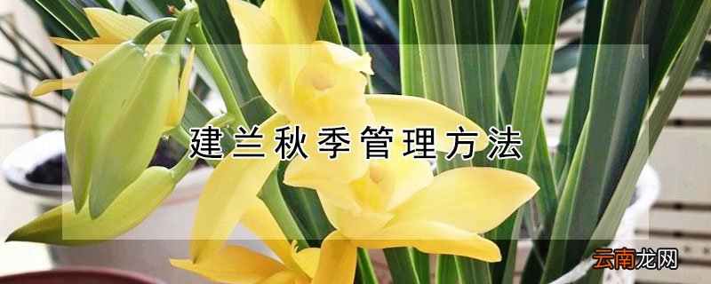 建兰秋季管理方法
