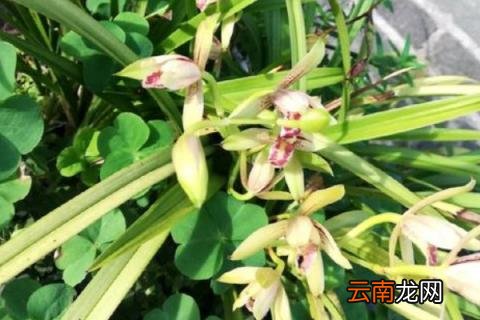 建兰秋季管理方法