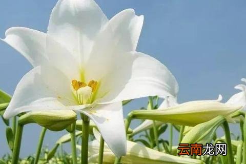 11月种百合春节能开花吗