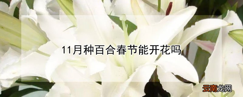 11月种百合春节能开花吗