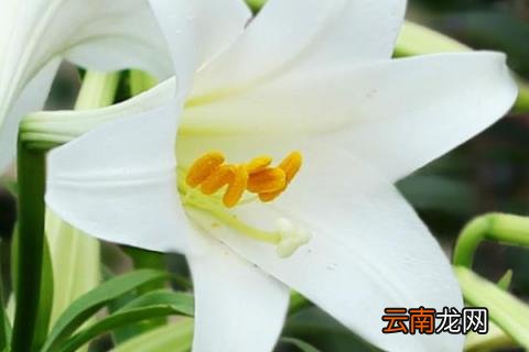 11月种百合春节能开花吗