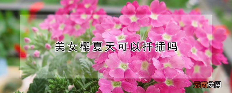 美女樱夏天可以扦插吗