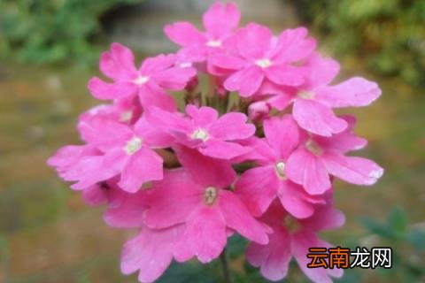 美女樱夏天可以扦插吗