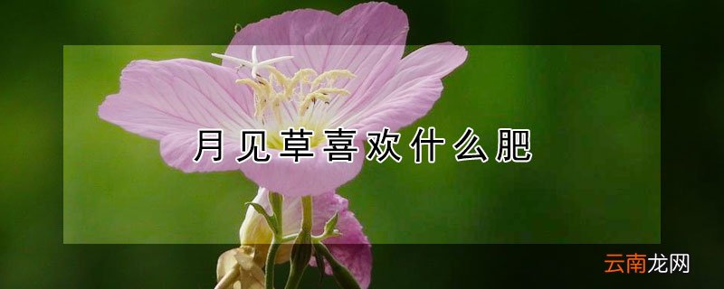 月见草喜欢什么肥
