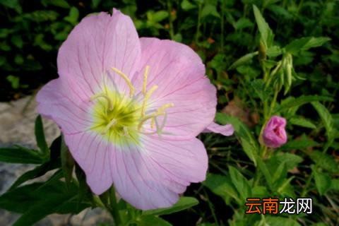 月见草喜欢什么肥