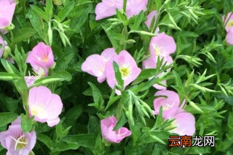 月见草喜欢什么肥