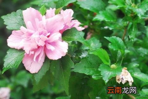 木槿怎么扦插繁殖