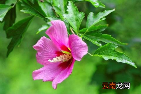 木槿怎么扦插繁殖