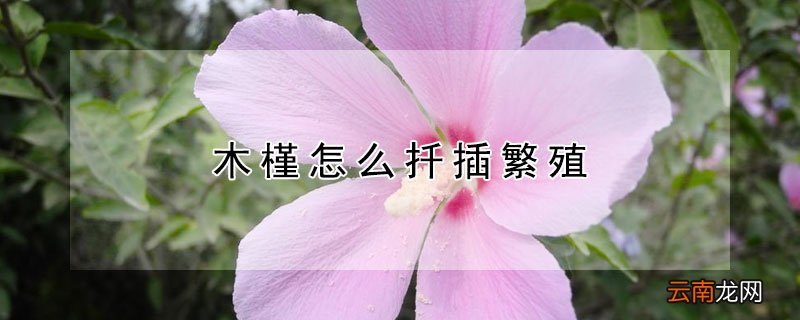 木槿怎么扦插繁殖
