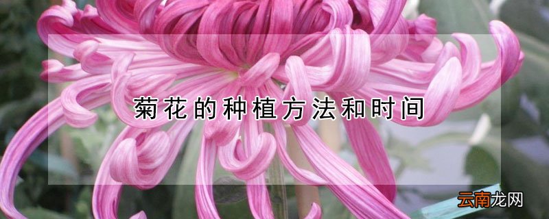 菊花的种植方法和时间