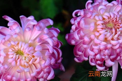 菊花的种植方法和时间