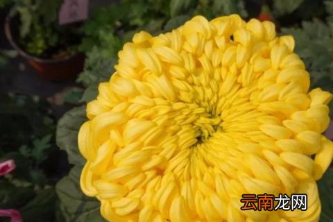 菊花的种植方法和时间