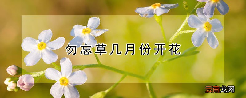勿忘草几月份开花