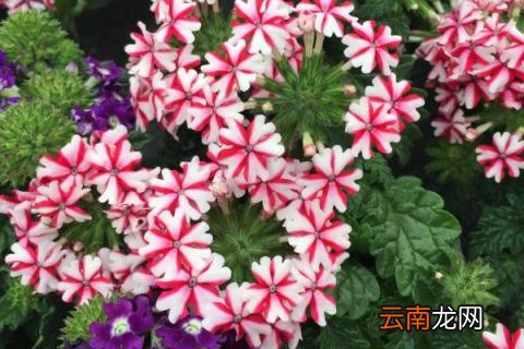 地栽美女樱的养殖方法