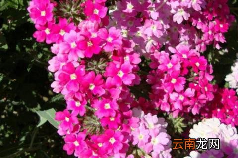 地栽美女樱的养殖方法