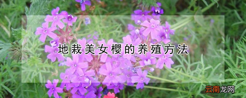 地栽美女樱的养殖方法