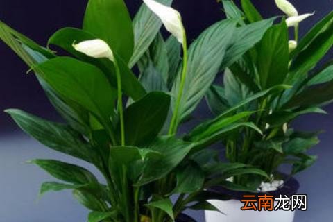 种植白掌用深盆还是浅盆好？