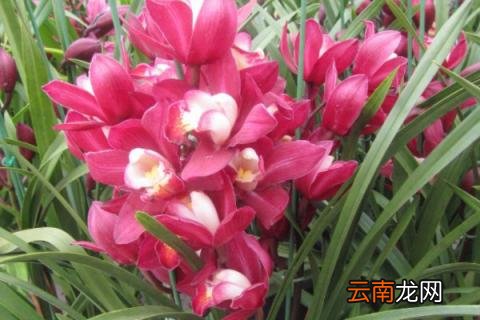 大花蕙兰怎么催花芽