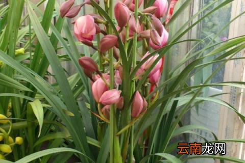 大花蕙兰怎么催花芽