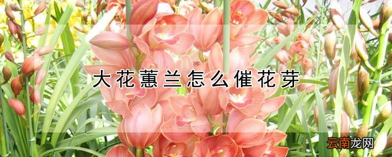 大花蕙兰怎么催花芽