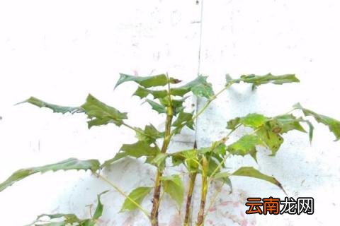 十大功劳盆景好吗