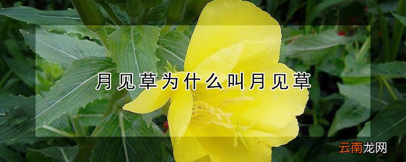 月见草为什么叫月见草
