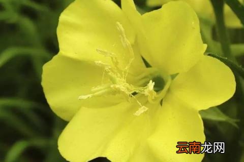 月见草为什么叫月见草