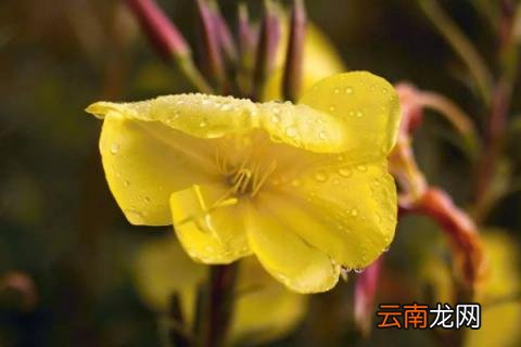 月见草为什么叫月见草