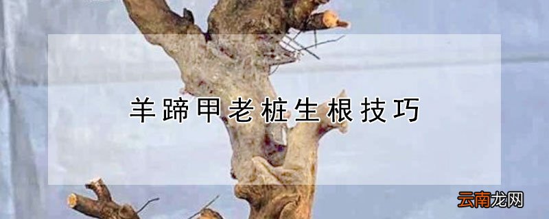 羊蹄甲老桩生根技巧