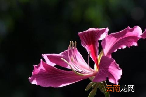 羊蹄甲老桩生根技巧