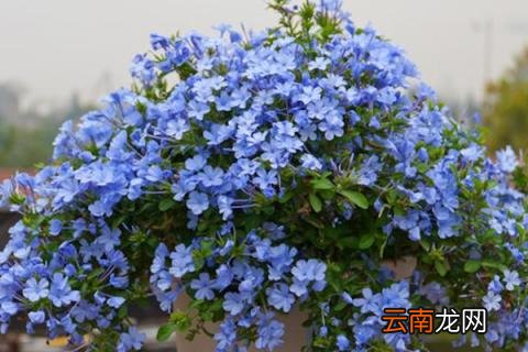 蓝雪花过冬需要修剪吗